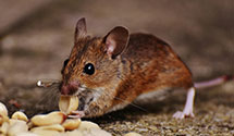 24 Hour & Emergency Exterminators in Portland, ME
